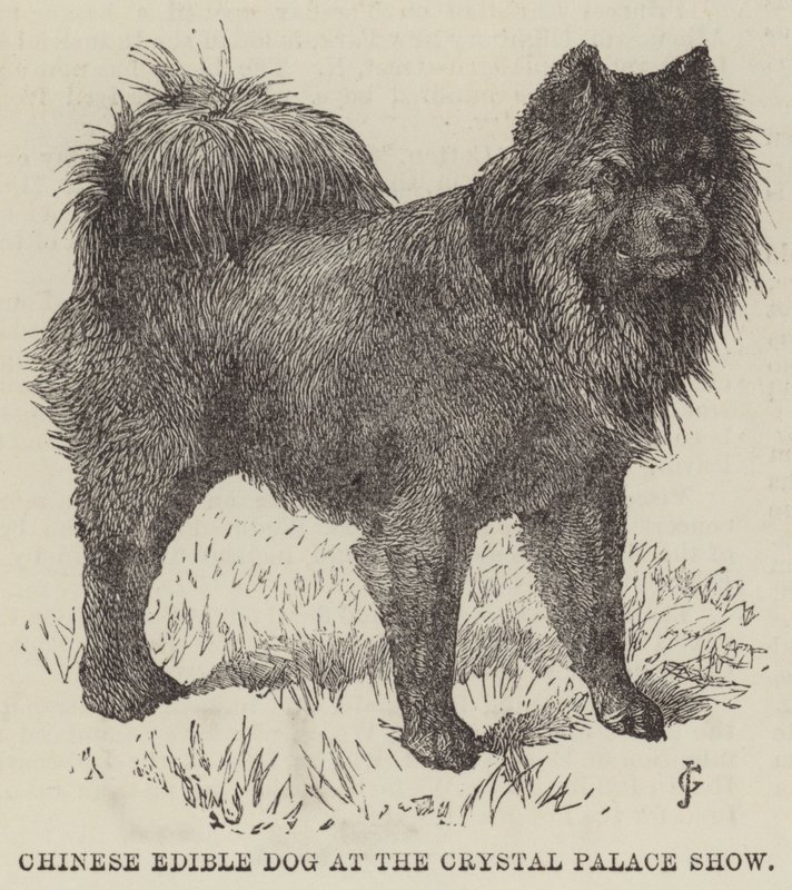 Chinesischer essbarer Hund auf der Crystal Palace Show (Gravur) von English School