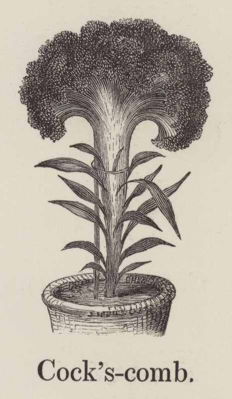 Hahnenkamm von English School