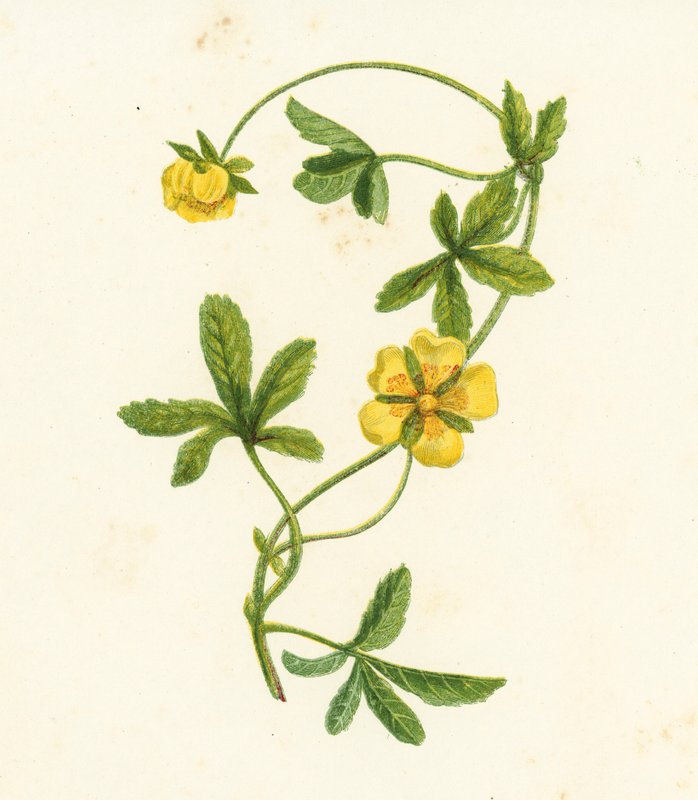 Kriechendes Fingerkraut, Potentilla Reptans von English School