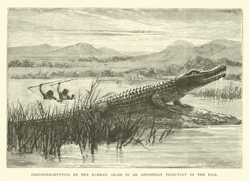 Krokodiljagd durch die Hamran-Araber in einem abessinischen Nebenfluss des Nils von English School