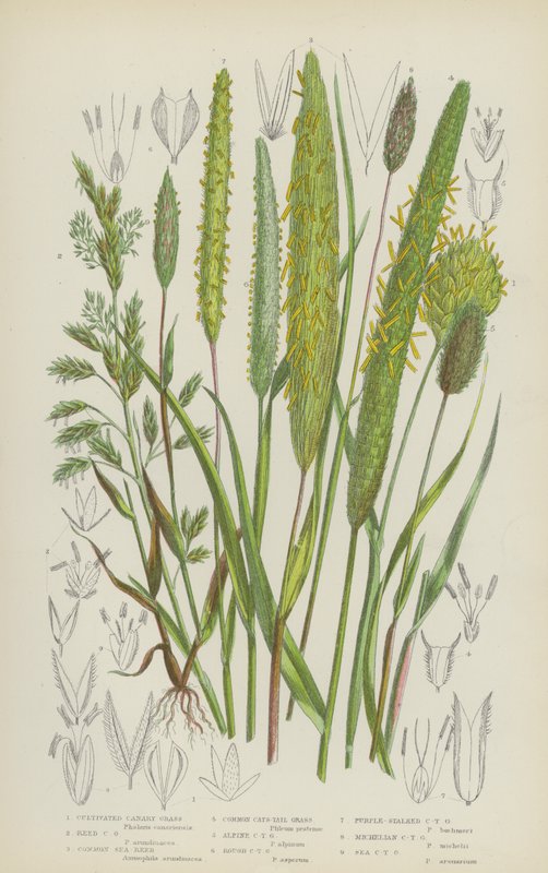 Kultiviertes Kanariengras, Schilfrohrgras, Gemeines Schilfrohr, Gemeines Katzenschwanzgras von English School