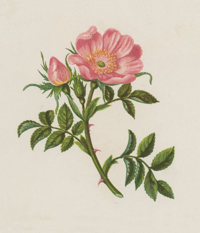 Hundsrose, Rosa Canina von English School
