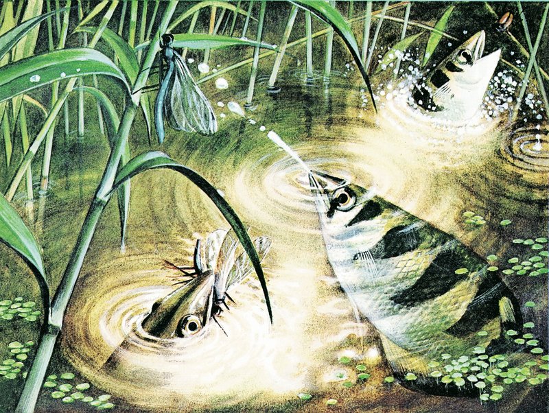 Fisch, der Kugeln schießt – der Schützenfisch verwendet Wasser als Munition von English School