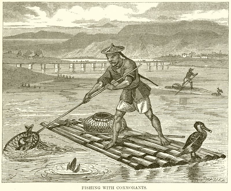 Fischen mit Kormoranen von English School
