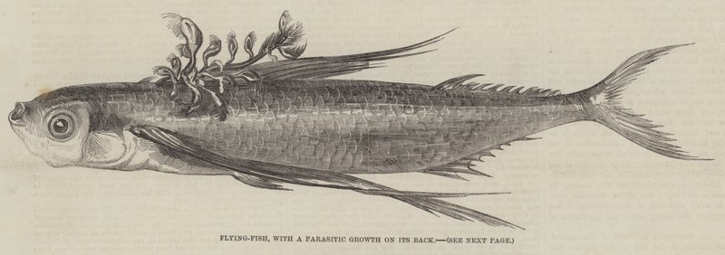 Fliegender Fisch, mit einem parasitären Wachstum auf seinem Rücken (Gravur) von English School