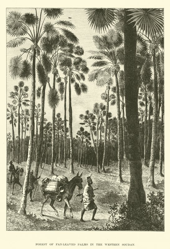 Wald von Fächerpalmen im Westsudan von English School