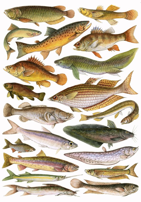 Süßwasserfische des Reiches - Australische Region von English School