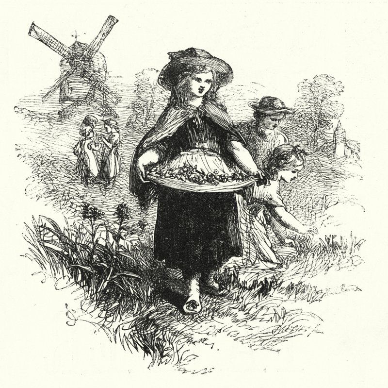Schlüsselblumen sammeln (Gravur) von English School