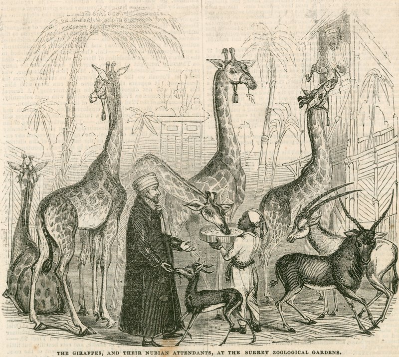 Giraffen und ihre nubischen Betreuer im Surrey Zoological Gardens, London von English School