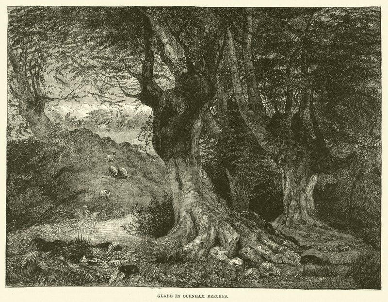 Lichtung in Burnham Beeches von English School