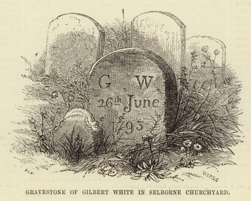 Grabstein von Gilbert White auf dem Friedhof von Selborne von English School