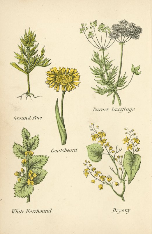 Erd-Kiefer, Pimpinelle, Bocksbart, Weißer Andorn, Zaunrübe von English School
