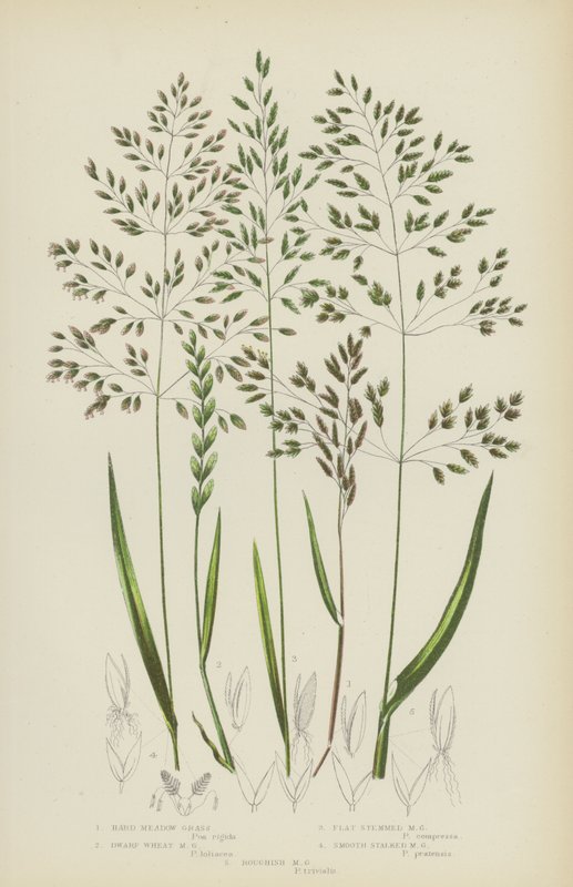 Hartes Wiesen-Gras, Zwerg-Weizen-Wiesen-Gras, Flachstängeliges Wiesen-Gras, Glattstängeliges Wiesen-Gras (Farblithografie) von English School