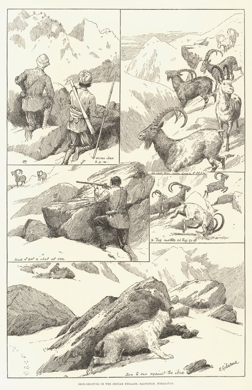 Steinbockjagd in den Shigar Nullahs, Baltistan, Himalaya (Stich) von English School