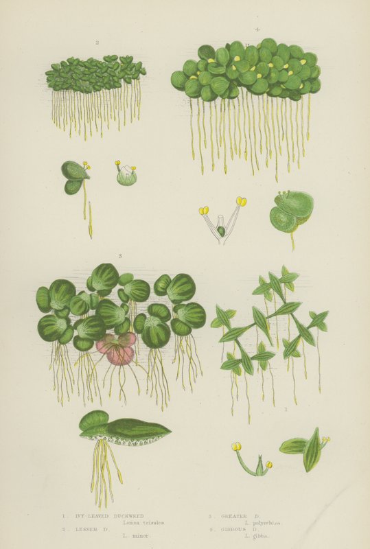 Efeublättrige Wasserlinse, Kleine Wasserlinse, Große Wasserlinse, Gibbous Wasserlinse von English School