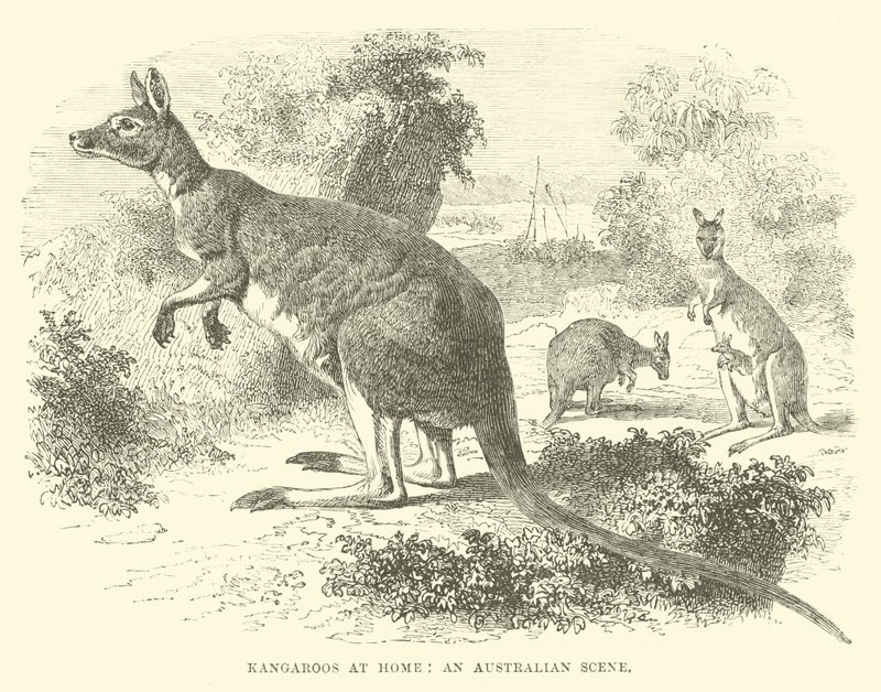 Kängurus zu Hause, eine australische Szene von English School