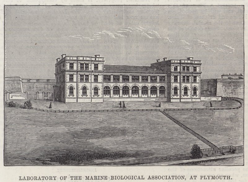 Labor des Marine Biological Association in Plymouth (Gravur) von English School