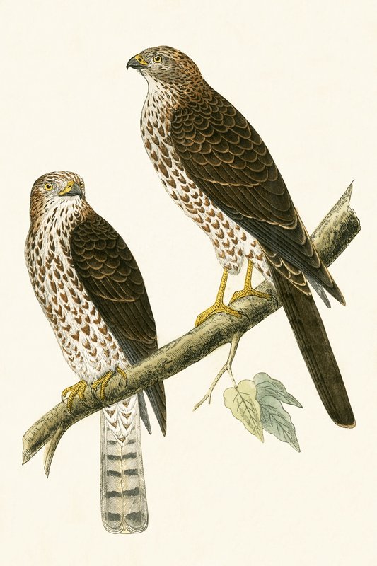 Levant-Sperber, Illustration aus 