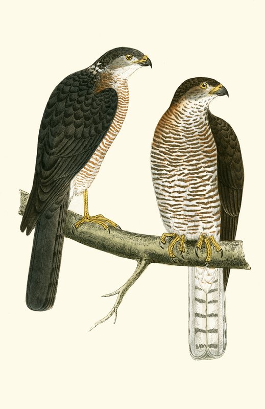 Levantensperber, Illustration aus 