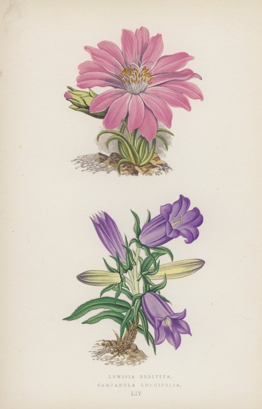 Lewisia Rediviva; Campanula Longifolia von English School