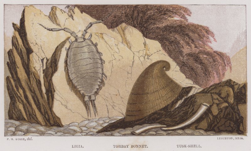 Ligia, Torbay-Haube, Tusk-Muschel von English School