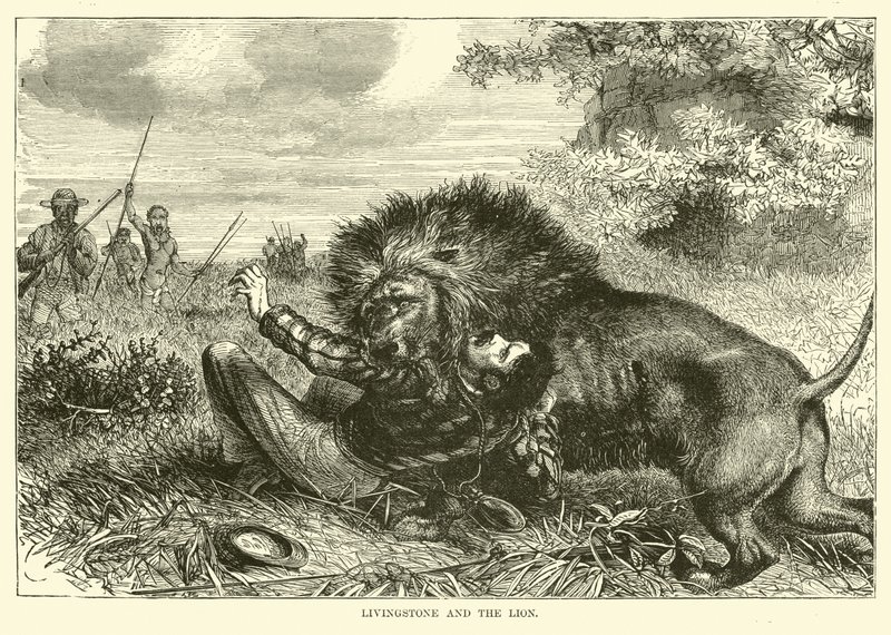Livingstone und der Löwe von English School