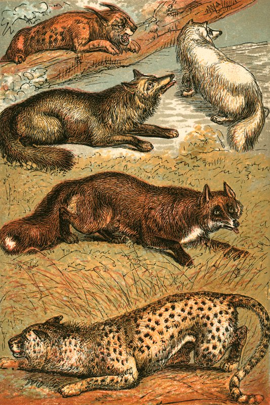 Luchs, Kreuzfuchs, Polarfuchs, Gemeiner Fuchs und Gepard von English School