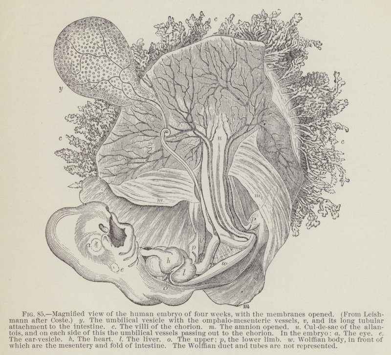 Vergrößerte Ansicht des menschlichen Embryos von vier Wochen, mit geöffneten Membranen von English School