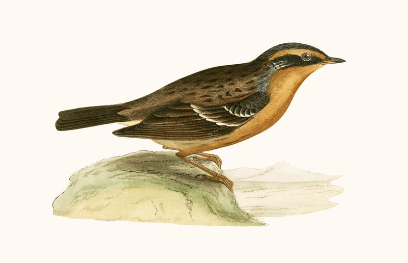 Bergakzentor, Illustration aus 
