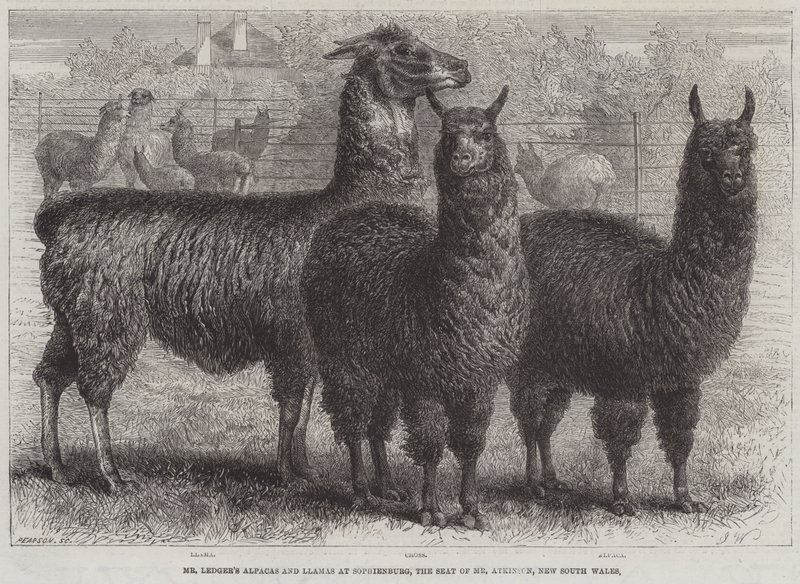 Mr. Ledgers Alpakas und Lamas in Sophienburg, dem Sitz von Mr. Atkinson, New South Wales (Stich) von English School