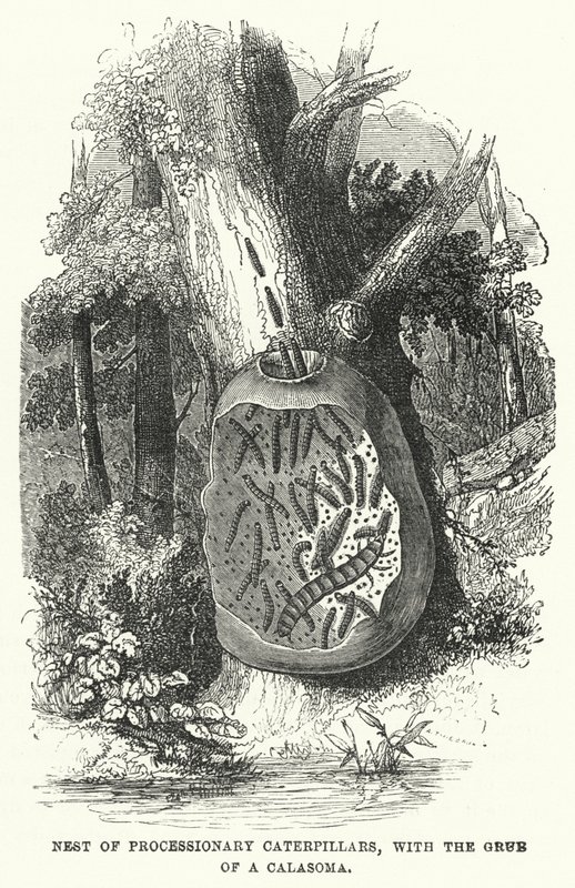 Nest von Prozessionsraupen, mit der Larve eines Calasoma von English School