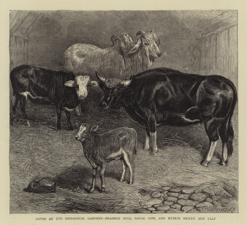 Notizen im Zoologischen Garten, Brahmanenbulle, Gayal-Kuh und Hybrid-Färse und Kalb (Stich) von English School