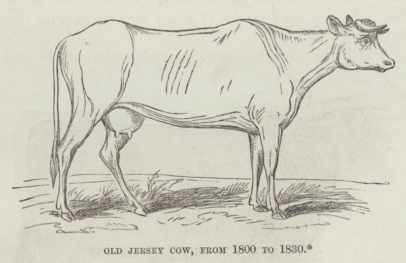 Alte Jersey-Kuh, von 1800 bis 1830 von English School