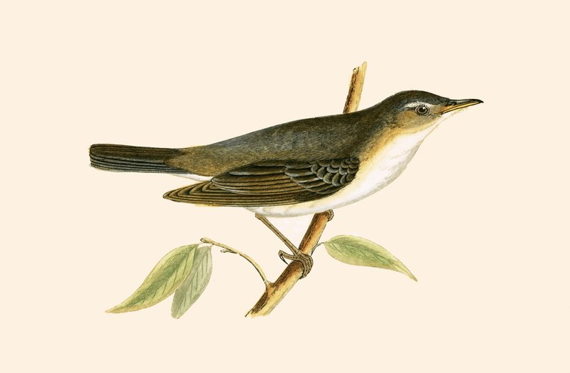 Olivenbaum-Waldsänger, Illustration aus 