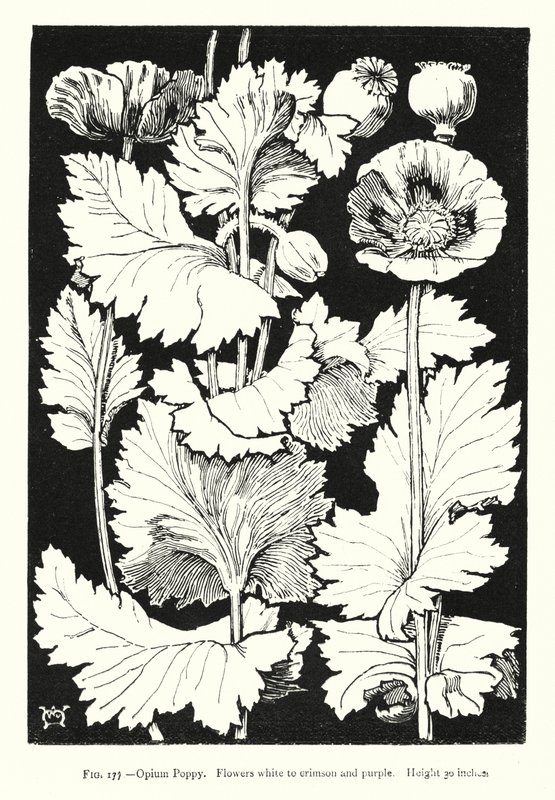 Schlafmohn; Blüten weiß bis purpurrot; Höhe 30 Zoll von English School