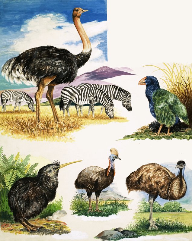 Strauß, Kiwi, Kasuar, Emu und Takahe von English School