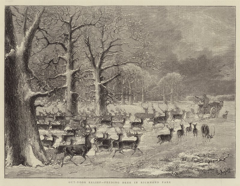 Freiluftunterstützung, Hirsche füttern im Richmond Park von English School