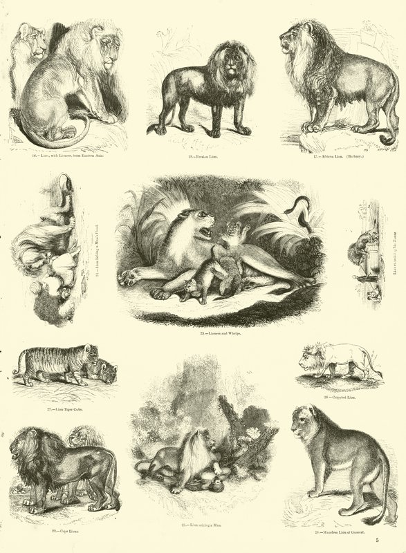 Seite aus dem Pictorial Museum of Animated Nature von English School
