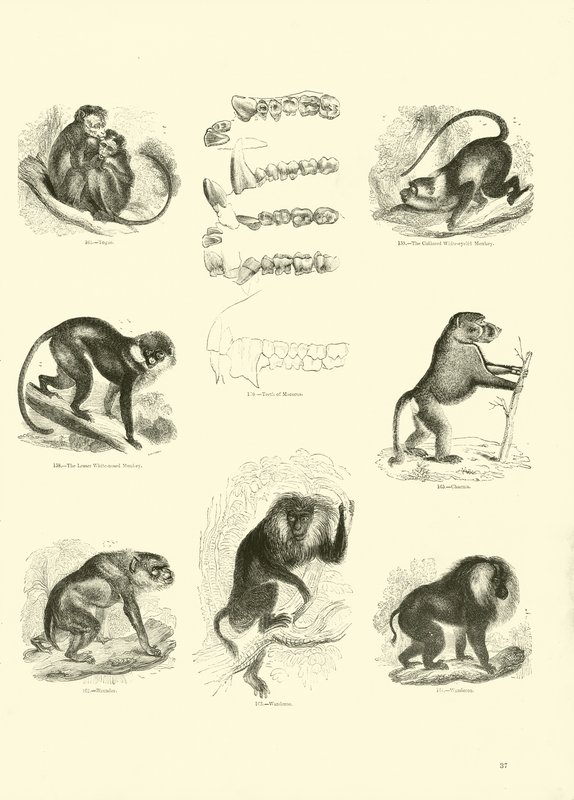 Seite aus dem Pictorial Museum of Animated Nature von English School