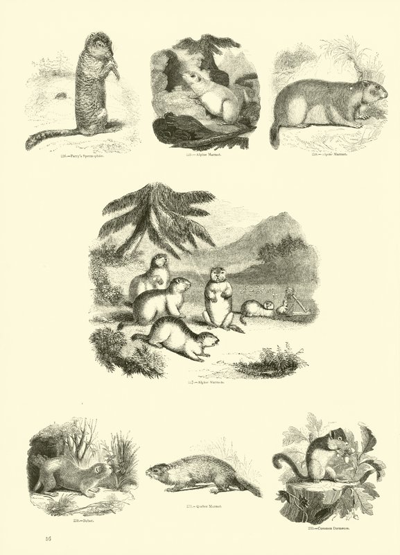Seite aus dem Pictorial Museum of Animated Nature von English School