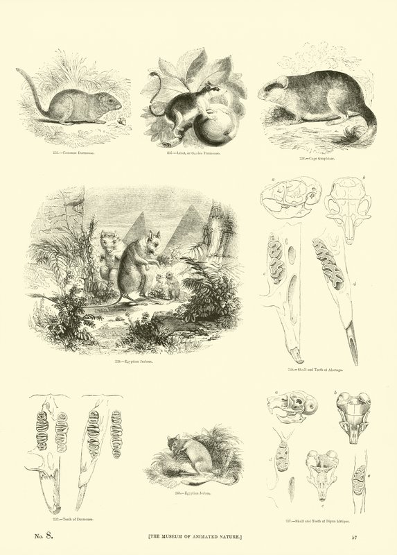 Seite aus dem Pictorial Museum of Animated Nature von English School
