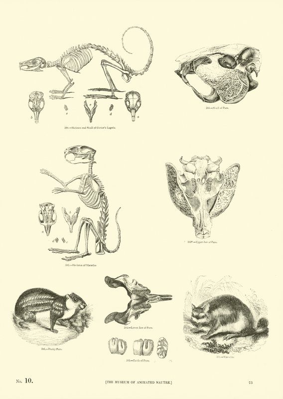 Seite aus dem Pictorial Museum of Animated Nature von English School