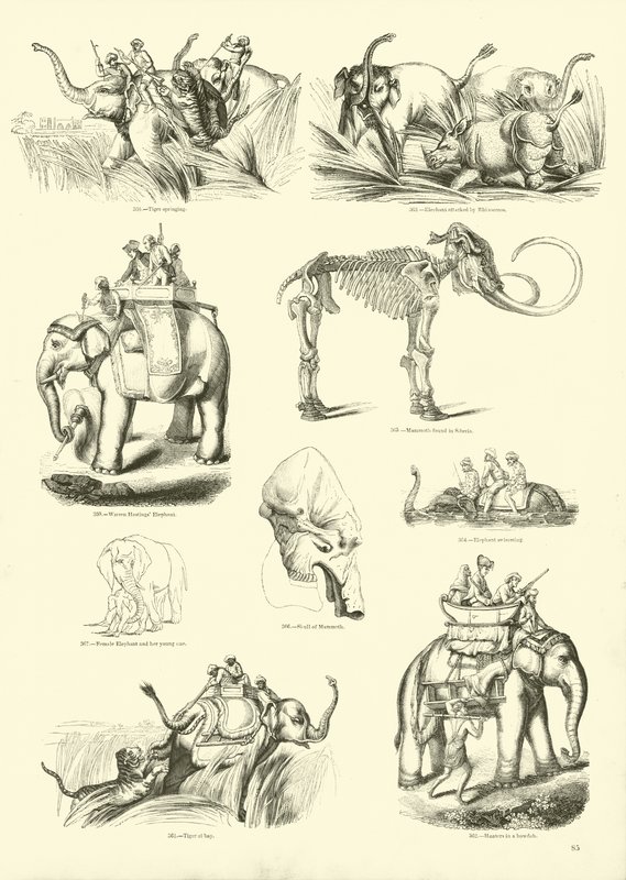 Seite aus dem Bildmuseum der belebten Natur von English School