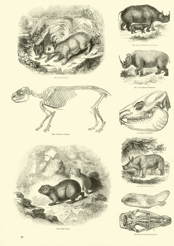 Seite aus dem Bildmuseum der belebten Natur von English School