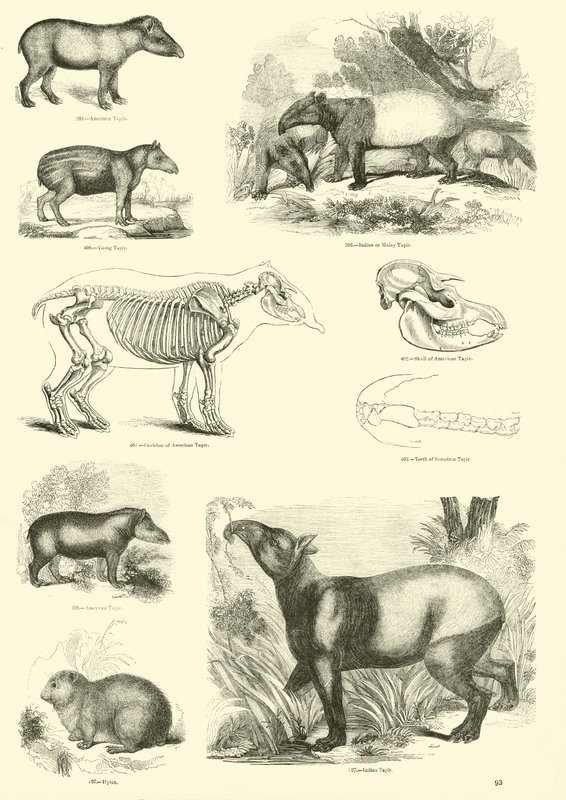 Seite aus dem Bildmuseum der belebten Natur von English School