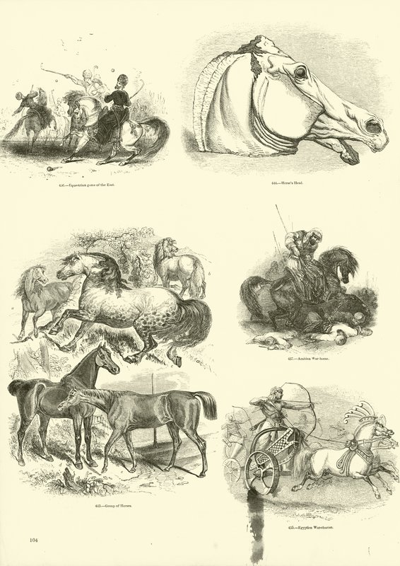 Seite aus dem Bildmuseum der belebten Natur von English School