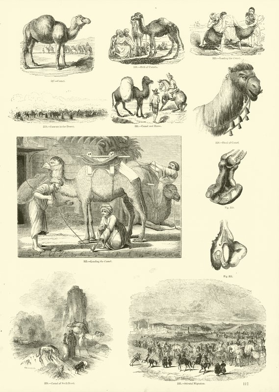 Seite aus dem Bildmuseum der belebten Natur von English School