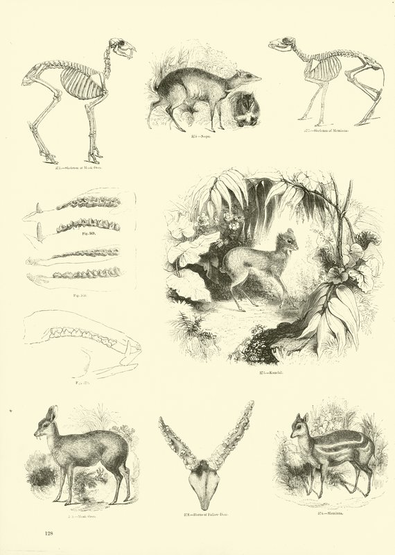 Seite aus dem Bildmuseum der belebten Natur von English School