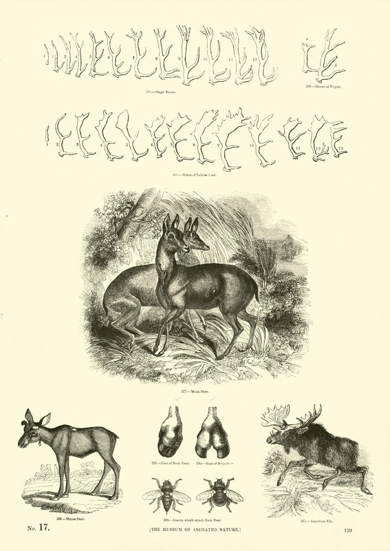 Seite aus dem Bildmuseum der belebten Natur von English School