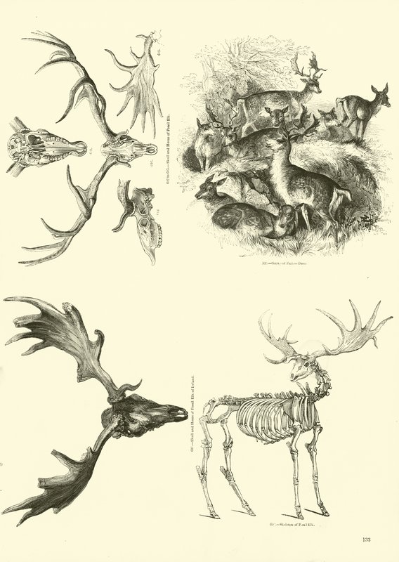 Seite aus dem Bildmuseum der belebten Natur von English School